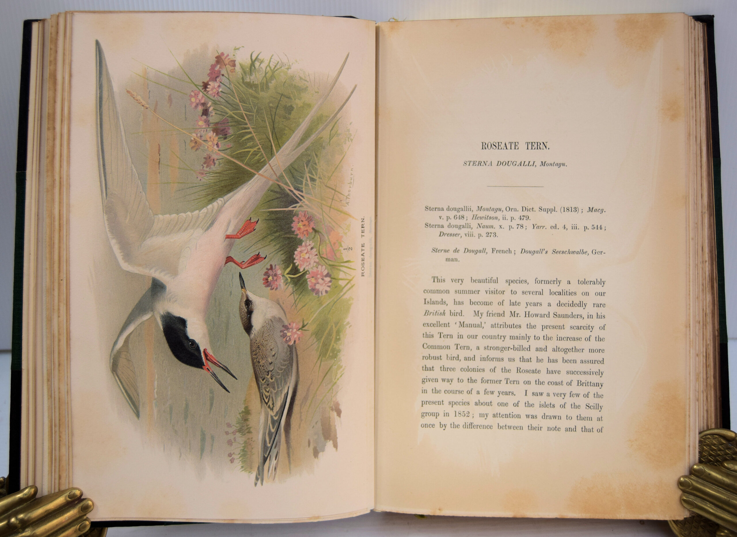 Coloured figures of the birds of the British Islands - Image 15