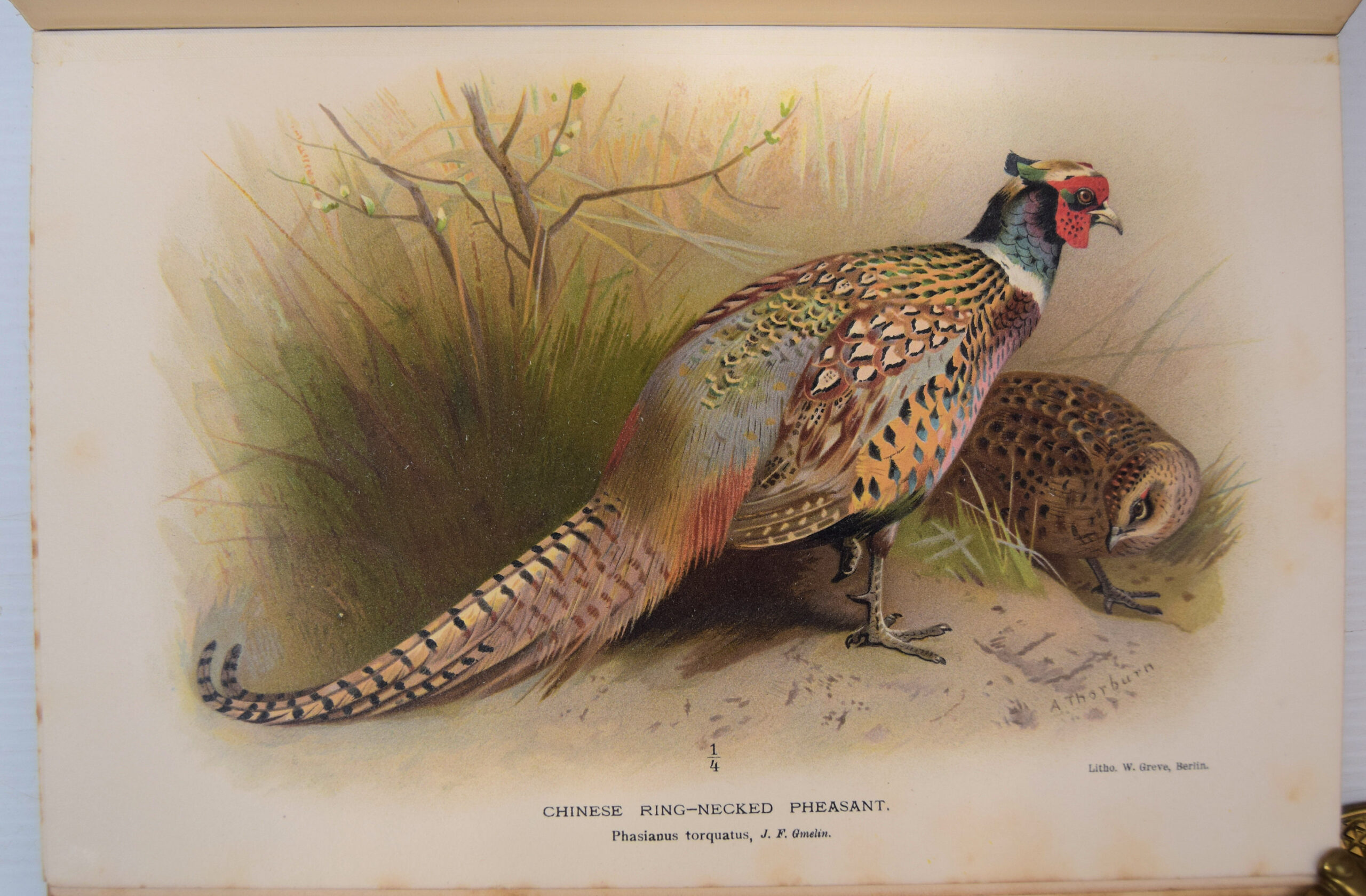 Coloured figures of the birds of the British Islands - Image 11