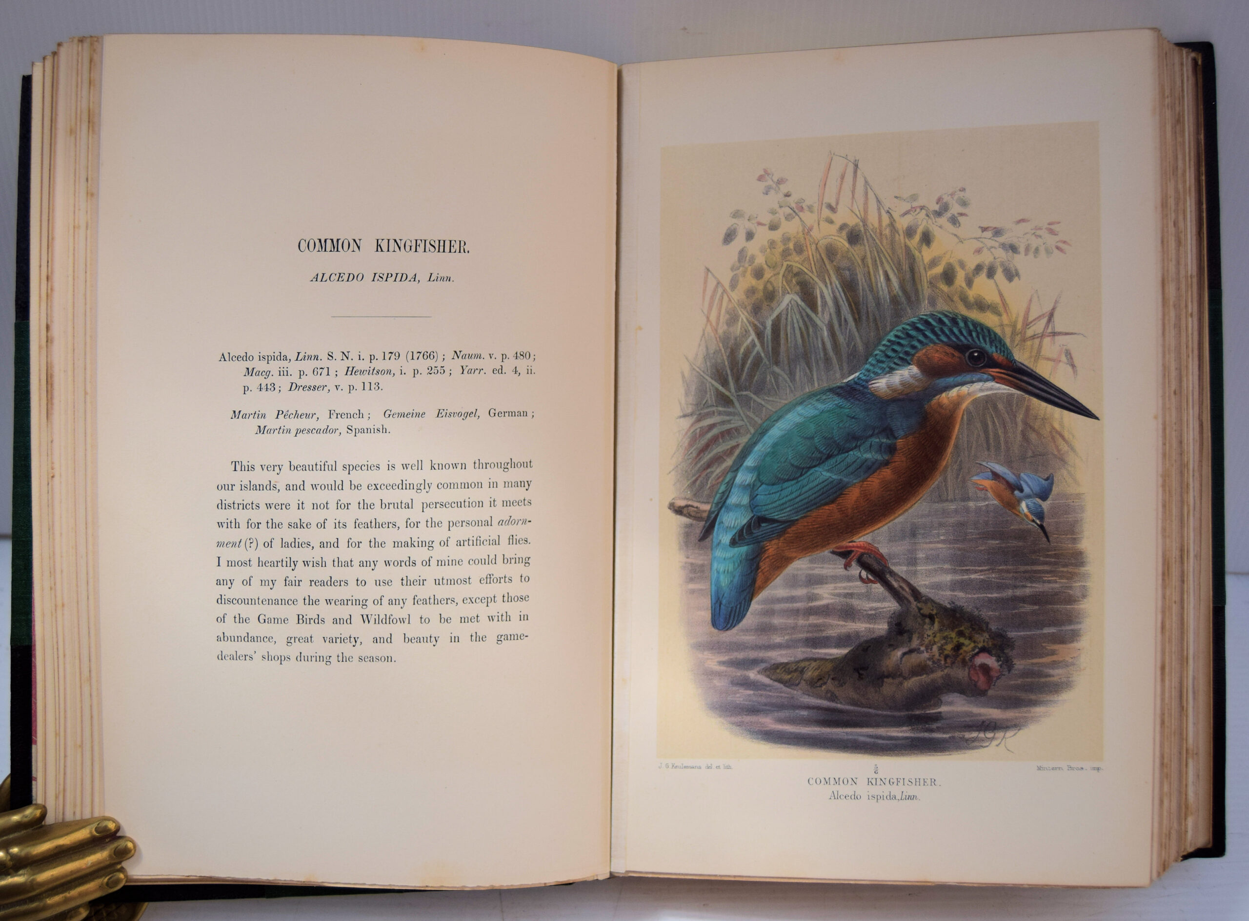 Coloured figures of the birds of the British Islands - Image 10