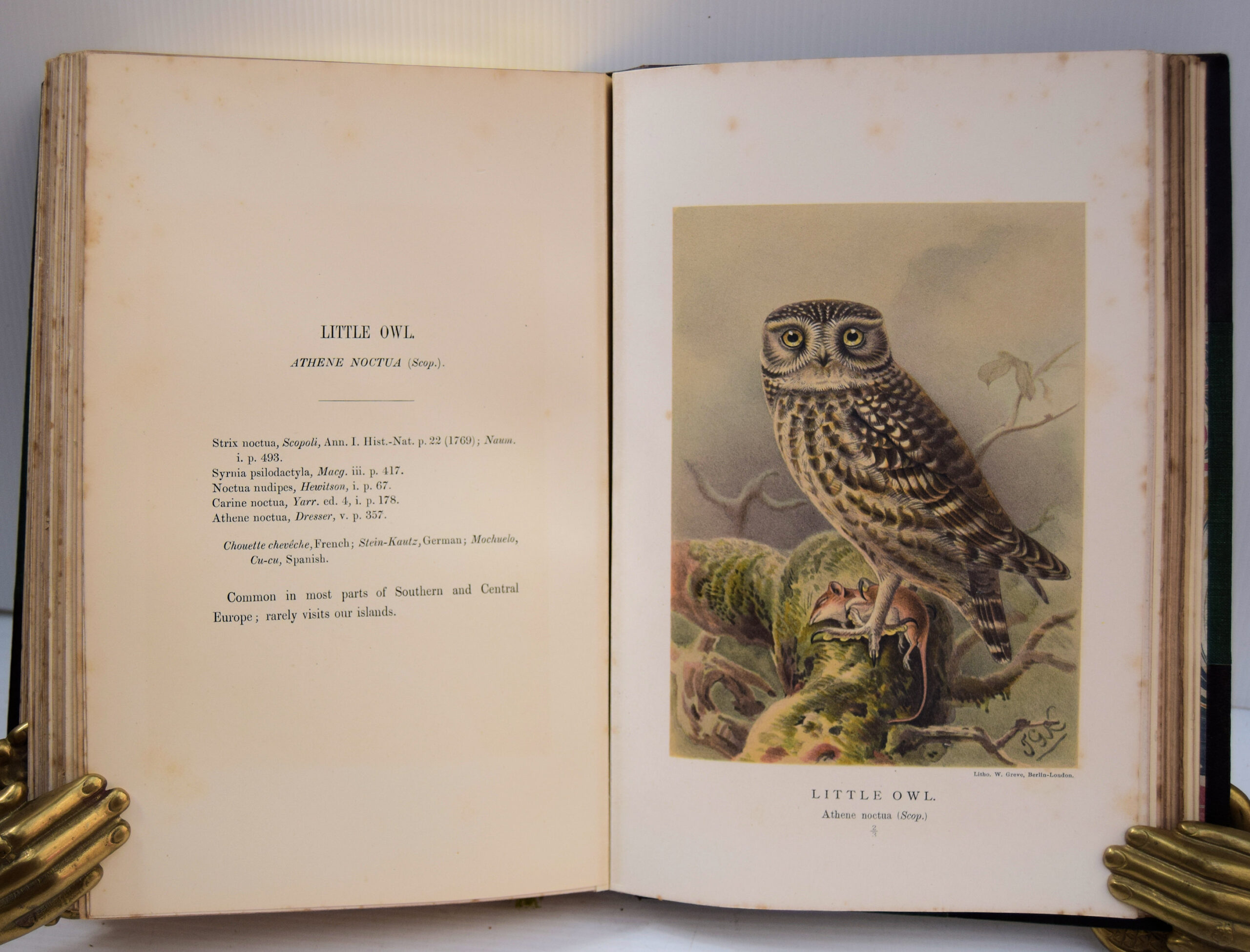 Coloured figures of the birds of the British Islands - Image 5
